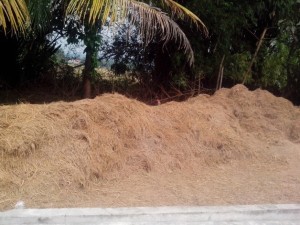limbah padi